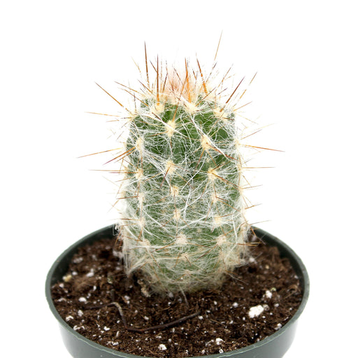 Oreocereus Celsianus 4'' - Cactus en ligne