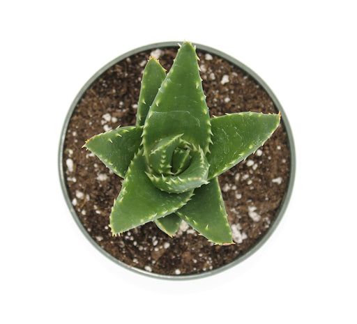 Aloe mitriformis 4'' - Cactus en ligne