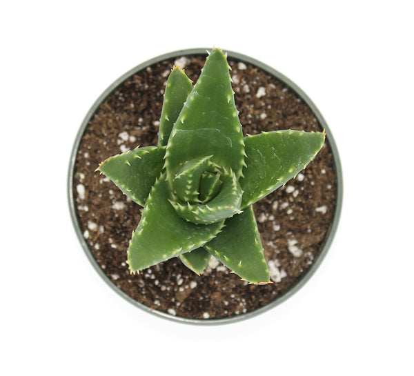 Aloe Mitriformis — Cactus en Ligne