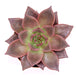 Echeveria Agavoides Red - Cactus en ligne
