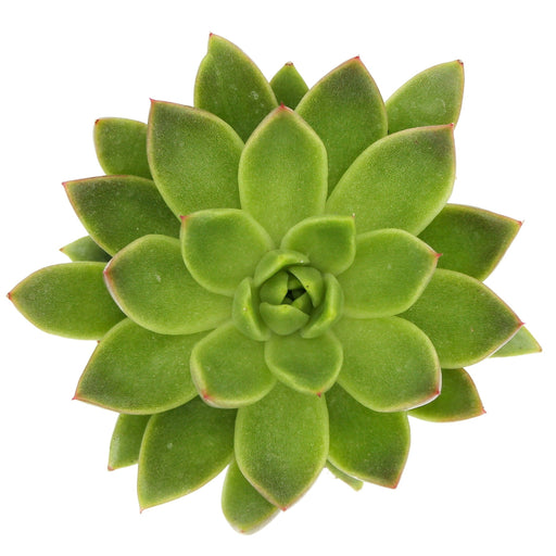 Echeveria Agavoides - Cactus en ligne