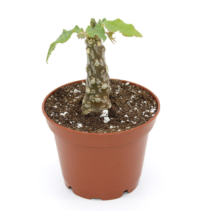 Dorstenia Hybrid - Cactus en ligne