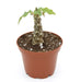 Dorstenia Hybrid - Cactus en ligne