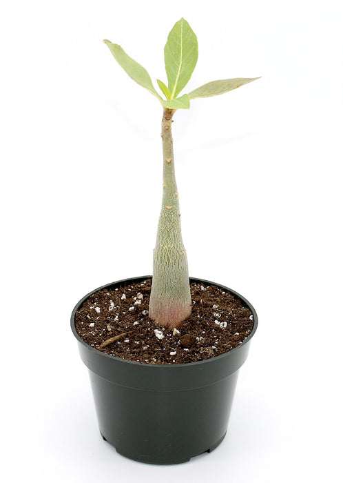 Adenium Arabicum - Cactus en ligne