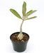 Adenium Boehmianum - Cactus en ligne