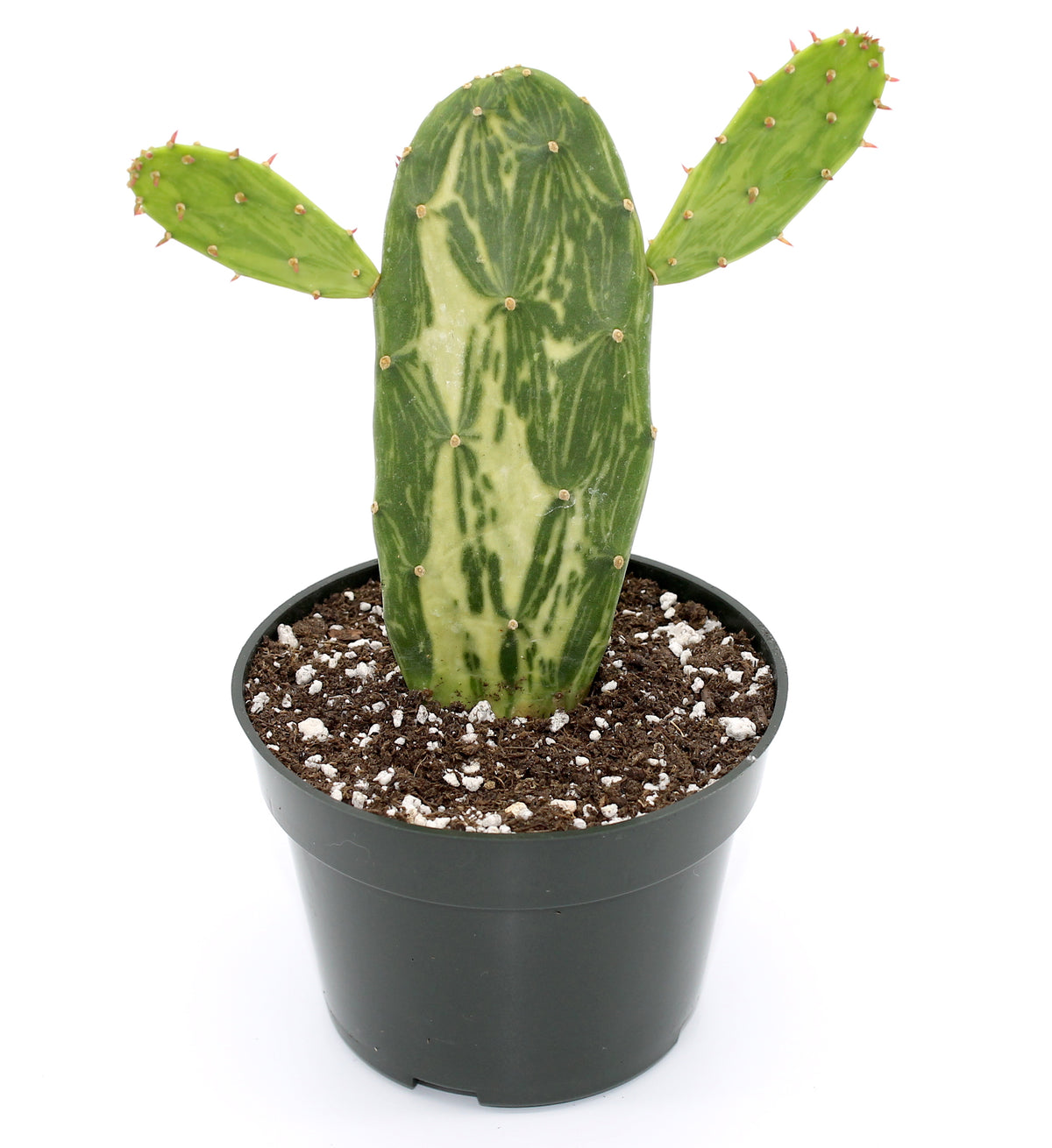 Opuntia Cochenillifera Variegata 4