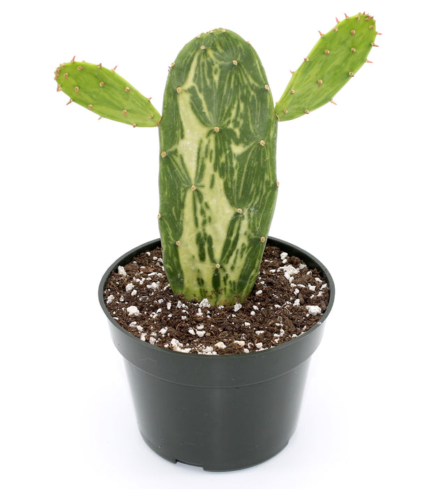 Opuntia Cochenillifera Variegata 4" - Cactus en ligne