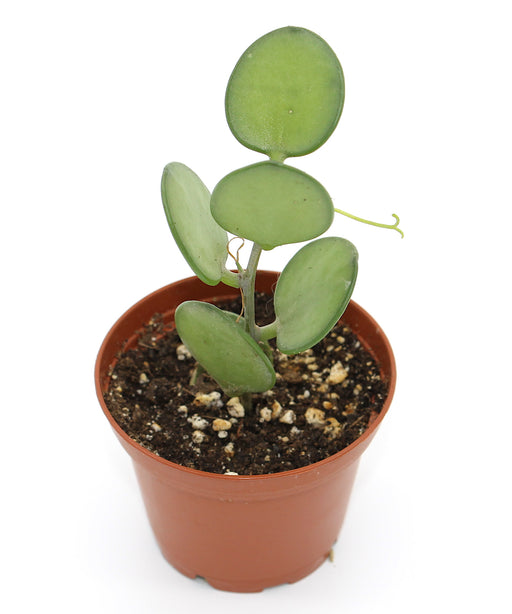 Xerosicyos Danguyi (Silver Dollar Vine) 2.5" - Cactus en ligne