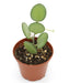 Xerosicyos Danguyi (Silver Dollar Vine) 2.5" - Cactus en ligne