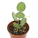 Xerosicyos Danguyi (Silver Dollar Vine) 2.5" - Cactus en ligne