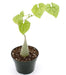 Gerrardanthus Lobatus 4" - Cactus en ligne
