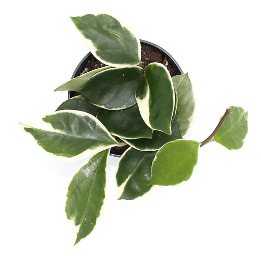 Hoya Carnosa Variegata 4" - Cactus en ligne