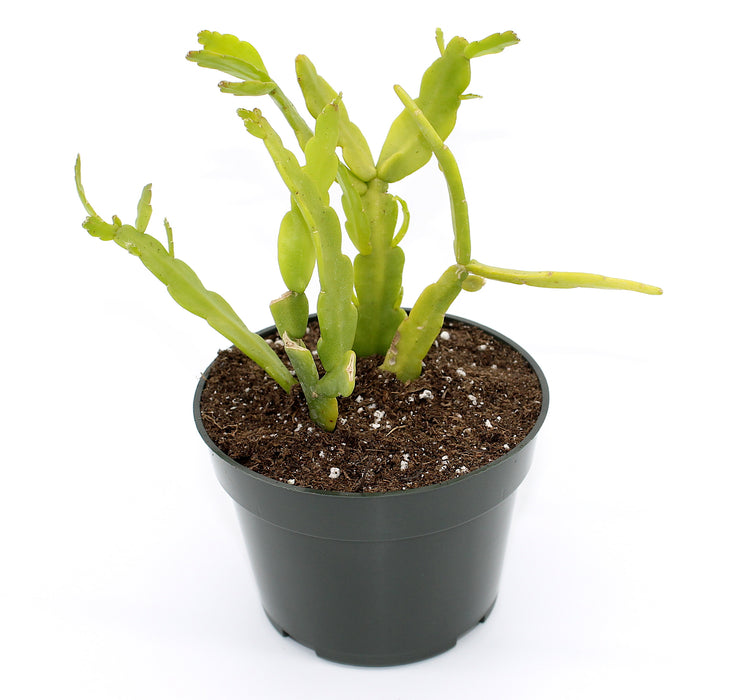 Rhipsalis Micrantha 4" - Cactus en ligne