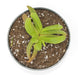 Glottiphyllum Depressum 4" - Cactus en ligne