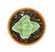 Crassula Moonglow 2.5" - Cactus en ligne