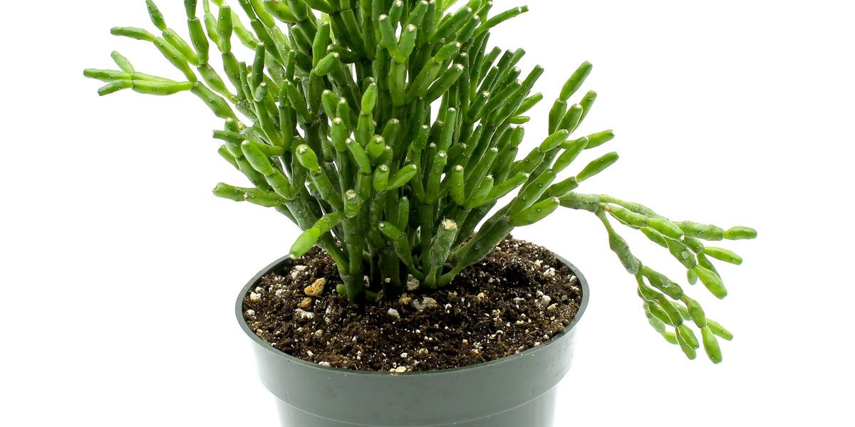 Rhipsalis Salicornioides — Cactus en Ligne