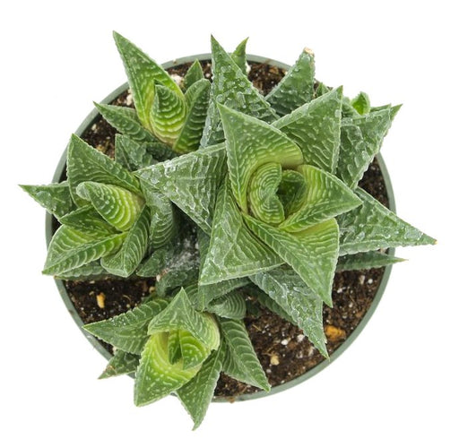 Haworthia Limifolia 4'' - Cactus en ligne