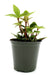 Peperomia tetragona 4'' - Cactus en ligne