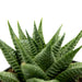 Haworthia Limifolia 4'' - Cactus en ligne