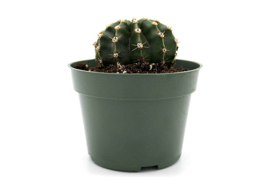 Echinopsis multiplex - Cactus en ligne