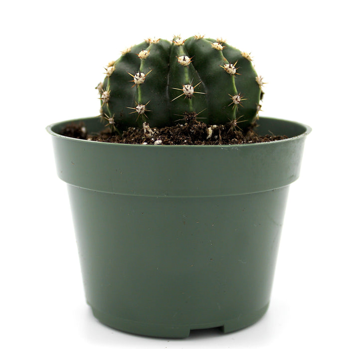 Echinopsis multiplex - Cactus en ligne