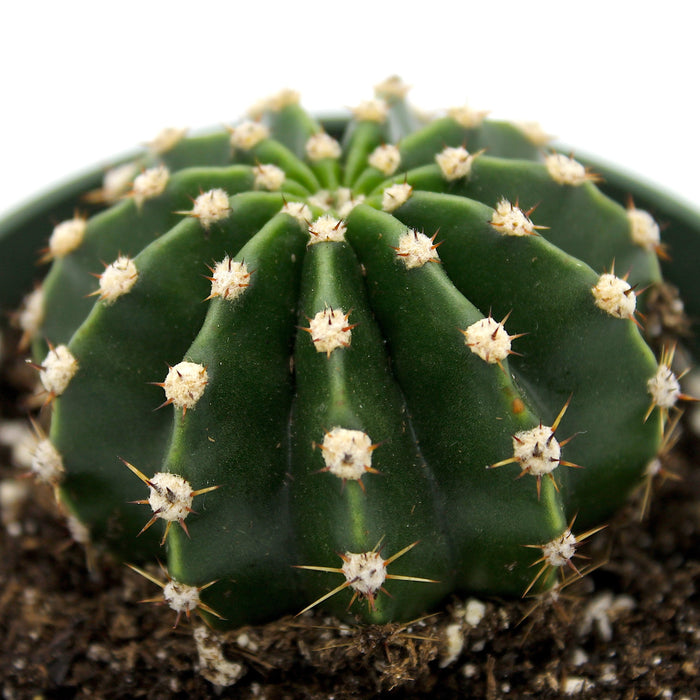 Echinopsis multiplex - Cactus en ligne