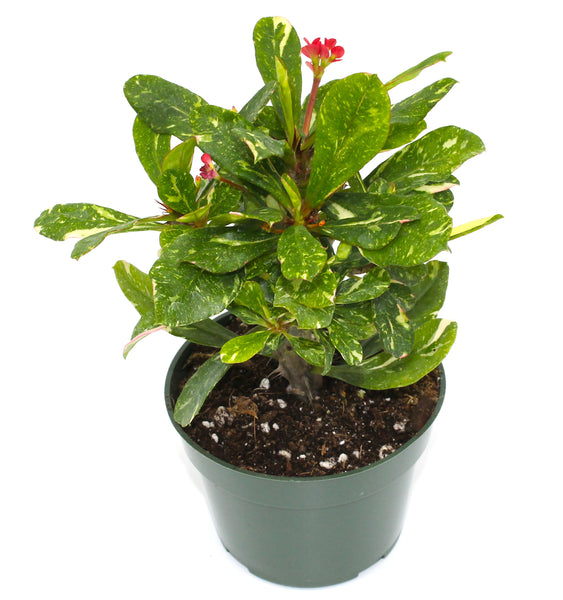 Euphorbia Milii Variegata 4