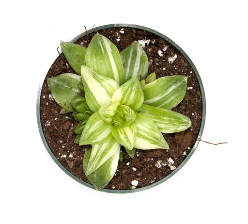 Haworthia Cymbiformis Variegata - Cactus en ligne