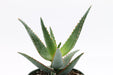 Aloe Coral Sunset 4'' - Cactus en ligne