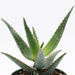 Aloe Coral Sunset 4'' - Cactus en ligne