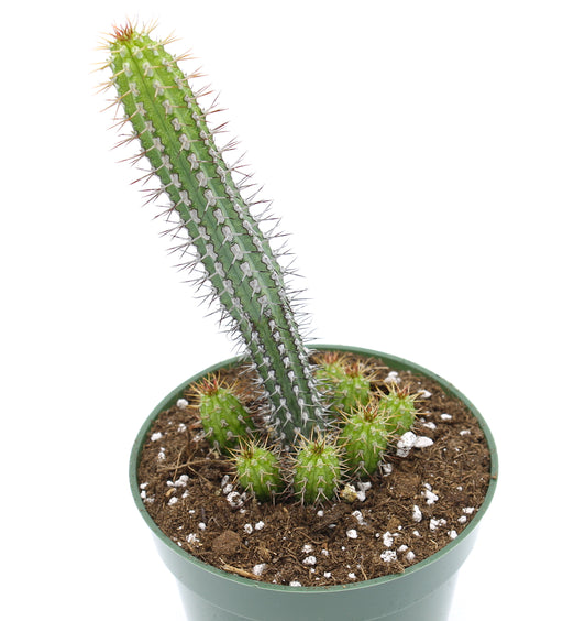 Euphorbia Baionensis 4'' - Cactus en ligne