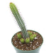Euphorbia Baionensis 4'' - Cactus en ligne