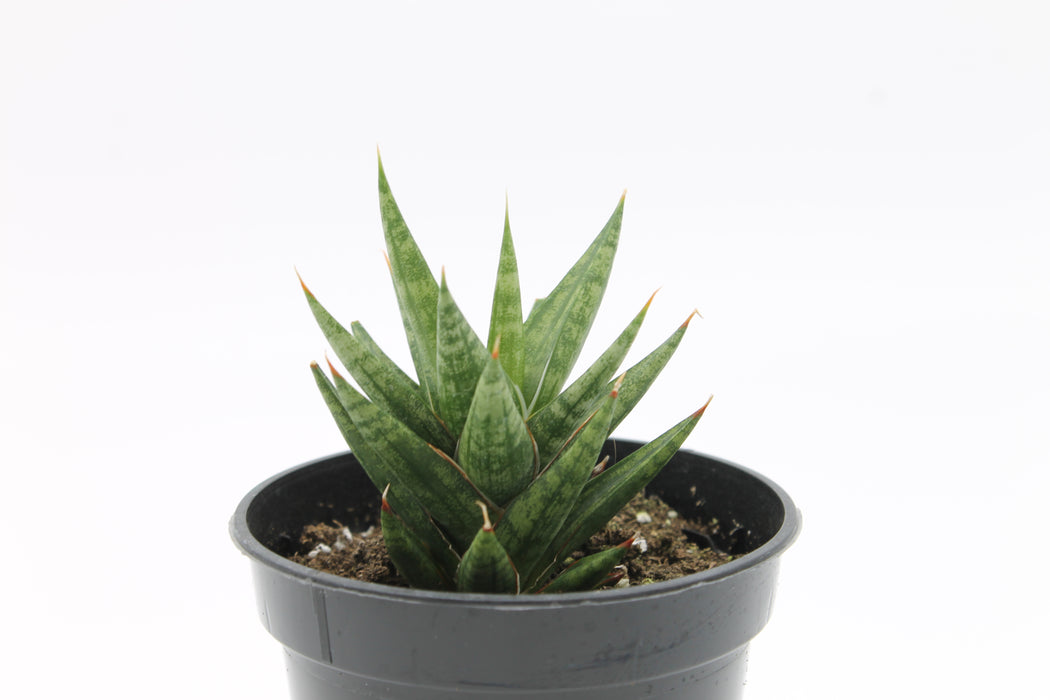 sansevieria spiky Sansevieria Francisii Spiky — Cactus en Ligne