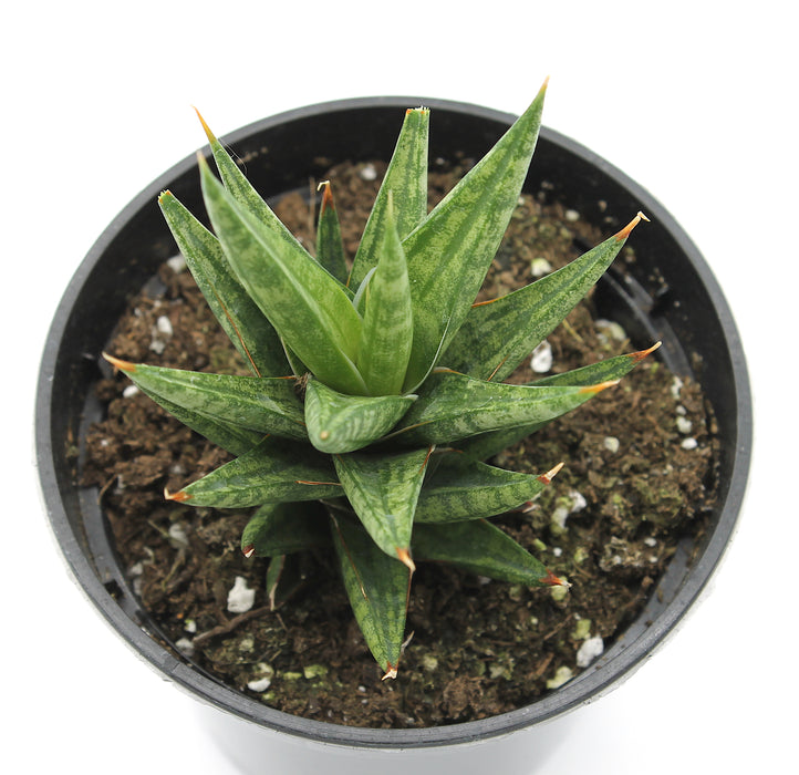 sansevieria francisii spiky Sansevieria Francisii Spiky — Cactus en Ligne