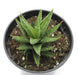 Sansevieria Francisii 4'' - Cactus en ligne