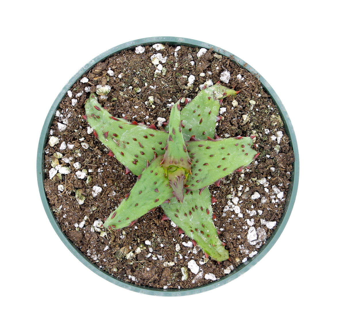 【在庫ラスト1株】 Aloe castilloniae子株④ Aloe Castilloniae — Cactus en Ligne