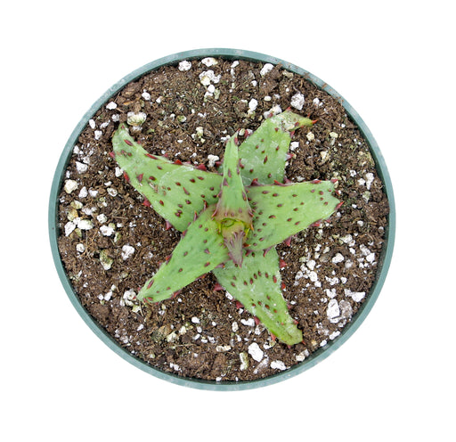 Aloe Castilloniae - Cactus en ligne