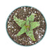 Aloe Castilloniae 4'' - Cactus en ligne