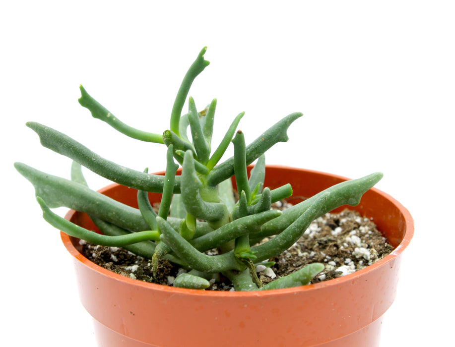 Rhombophyllum dolabriformis 4'' - Cactus en ligne