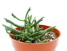 Rhombophyllum dolabriformis 4'' - Cactus en ligne