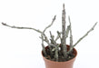 Euphorbia platyclada 2.5" - Cactus en ligne