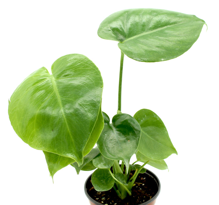 monstera deliciosa montreal Philodendron Monstera Deliciosa — Cactus en Ligne