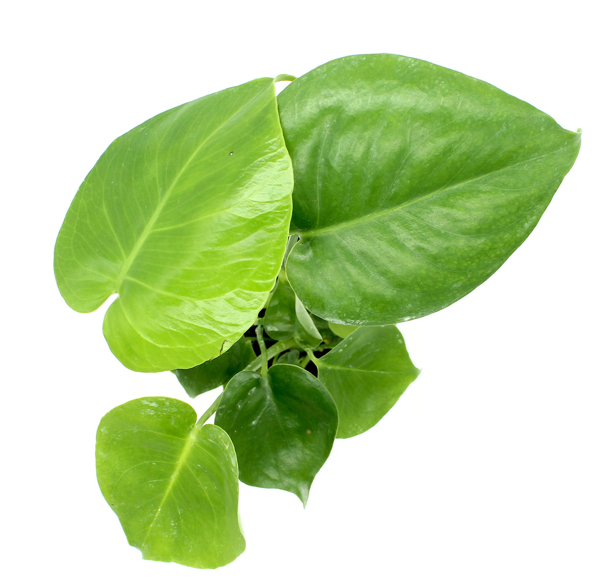 monstera deliciosa buy canada Philodendron Monstera Deliciosa — Cactus en Ligne