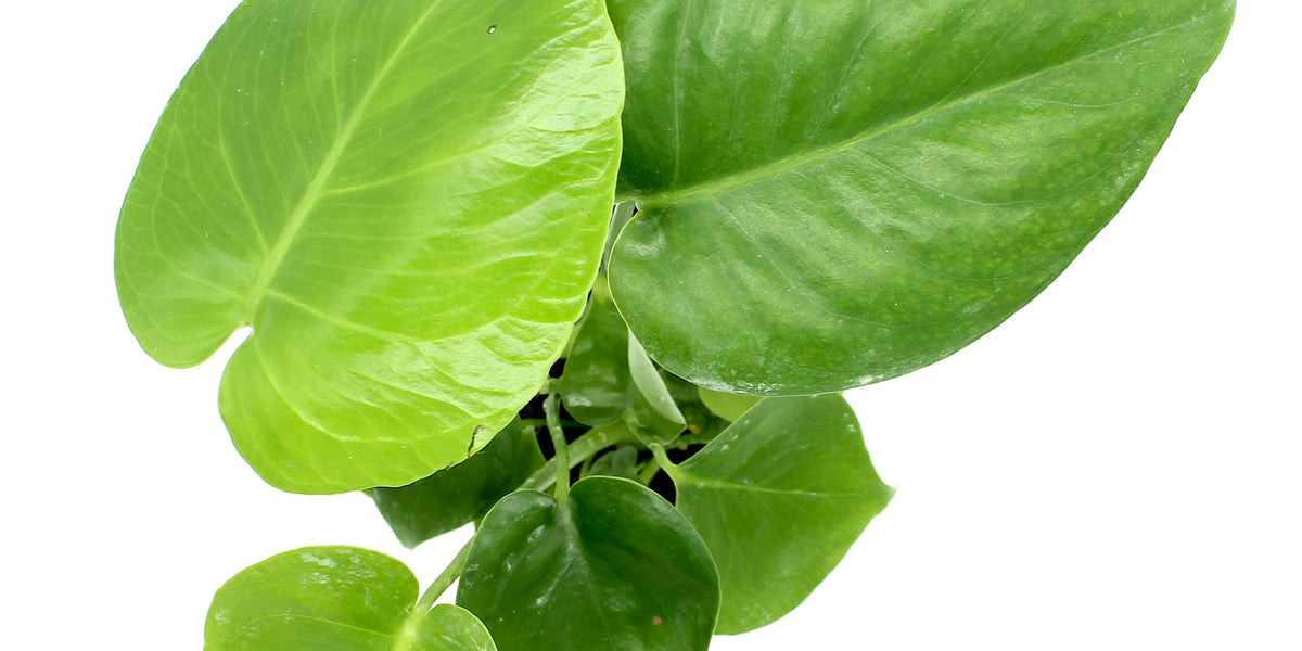 monstera deliciosa canada Philodendron Monstera Deliciosa — Cactus en Ligne