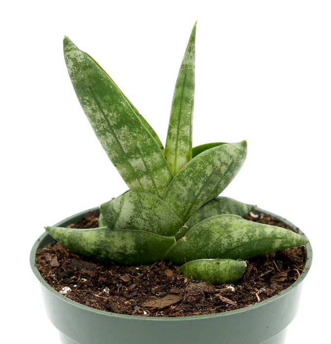 Sansevieria Boncellensis 4'' - Cactus en ligne