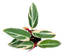Stromanthe Triostar 4'' - Cactus en ligne