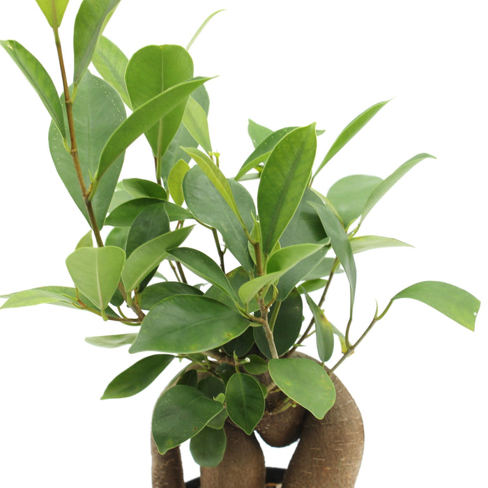 Ficus Ginseng Microcarpa 4"