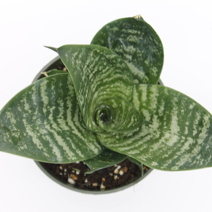 sansevieria trifasciata near me Sansevieria Trifasciata — Cactus en Ligne
