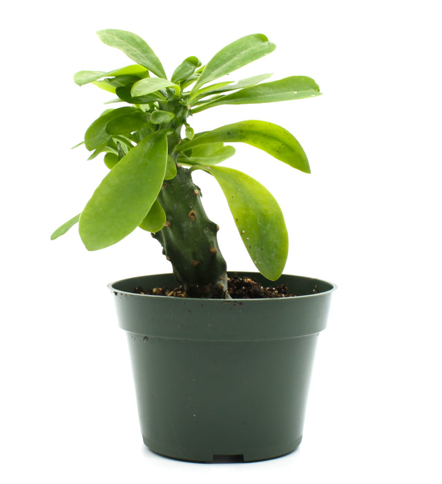 Euphorbia Neriifolia 4''