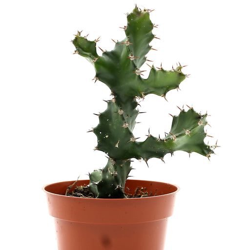 Euphorbia Tortilis - Cactus en ligne